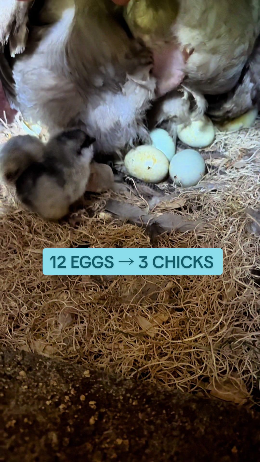 @Amy Jo | Eggnigma Holler 🐔