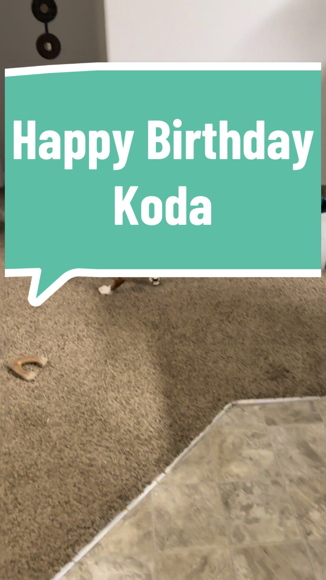 @Koda Dog Training