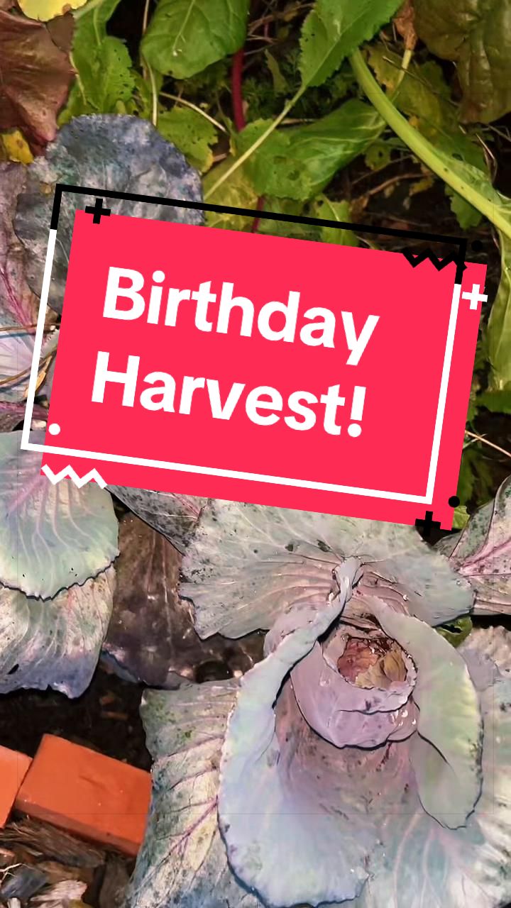 @greengirlgardens