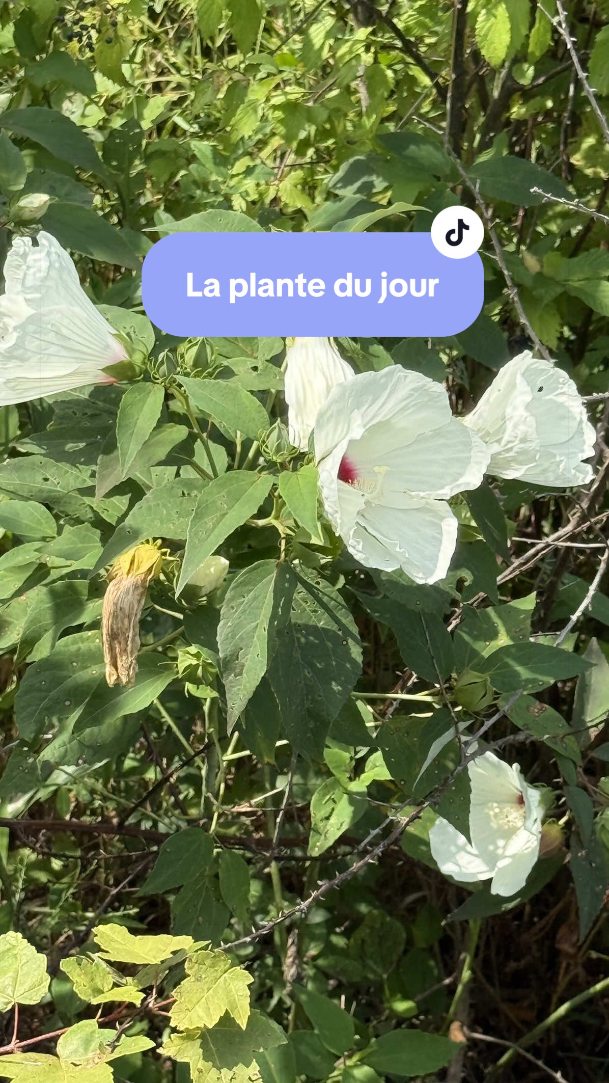 @💫🧿🦋Solange🦋🧿💫