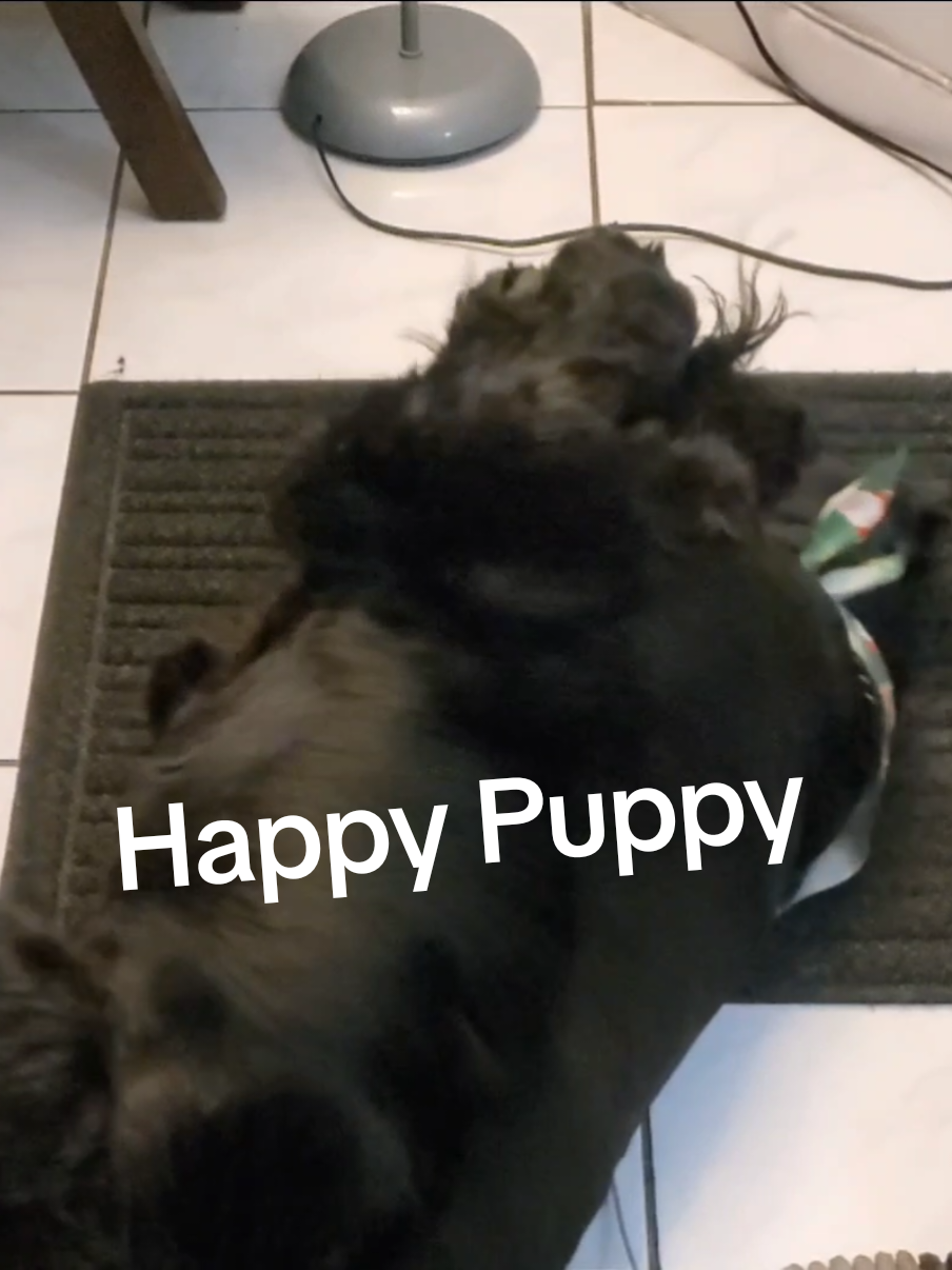 @Giant Schnauzers