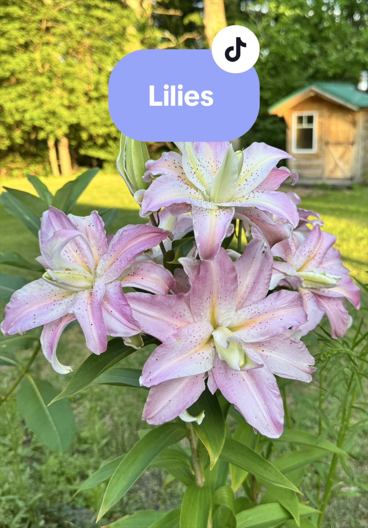 @Manica | zone 6a gardener