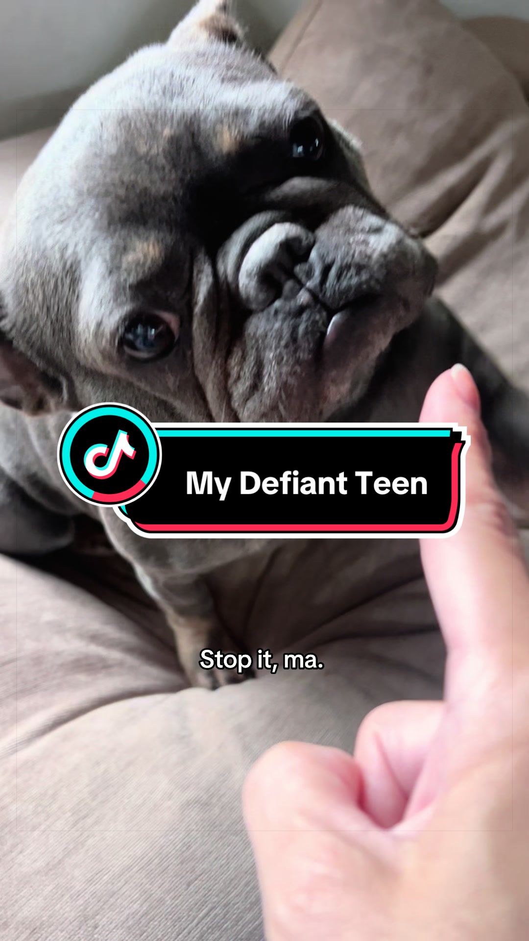 @Maki&ensp;the&ensp;Frenchie