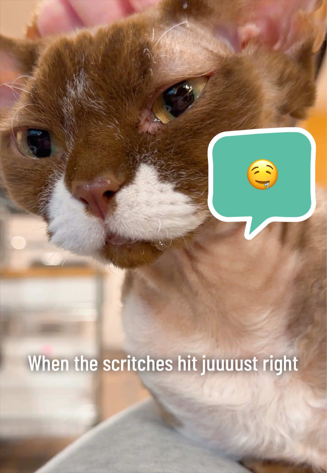@Boba’s Buds Minskin Cats