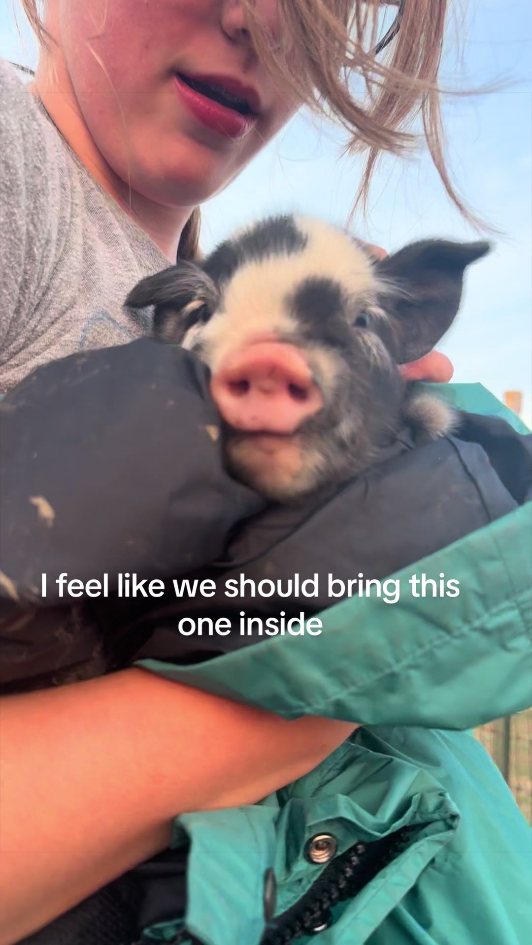 @prairiepiglets
