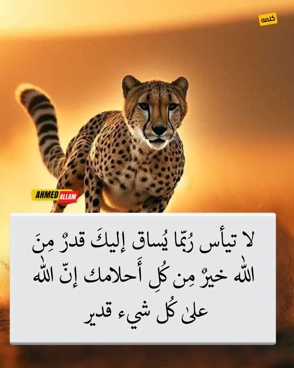 @حجاج أحمد العارف
