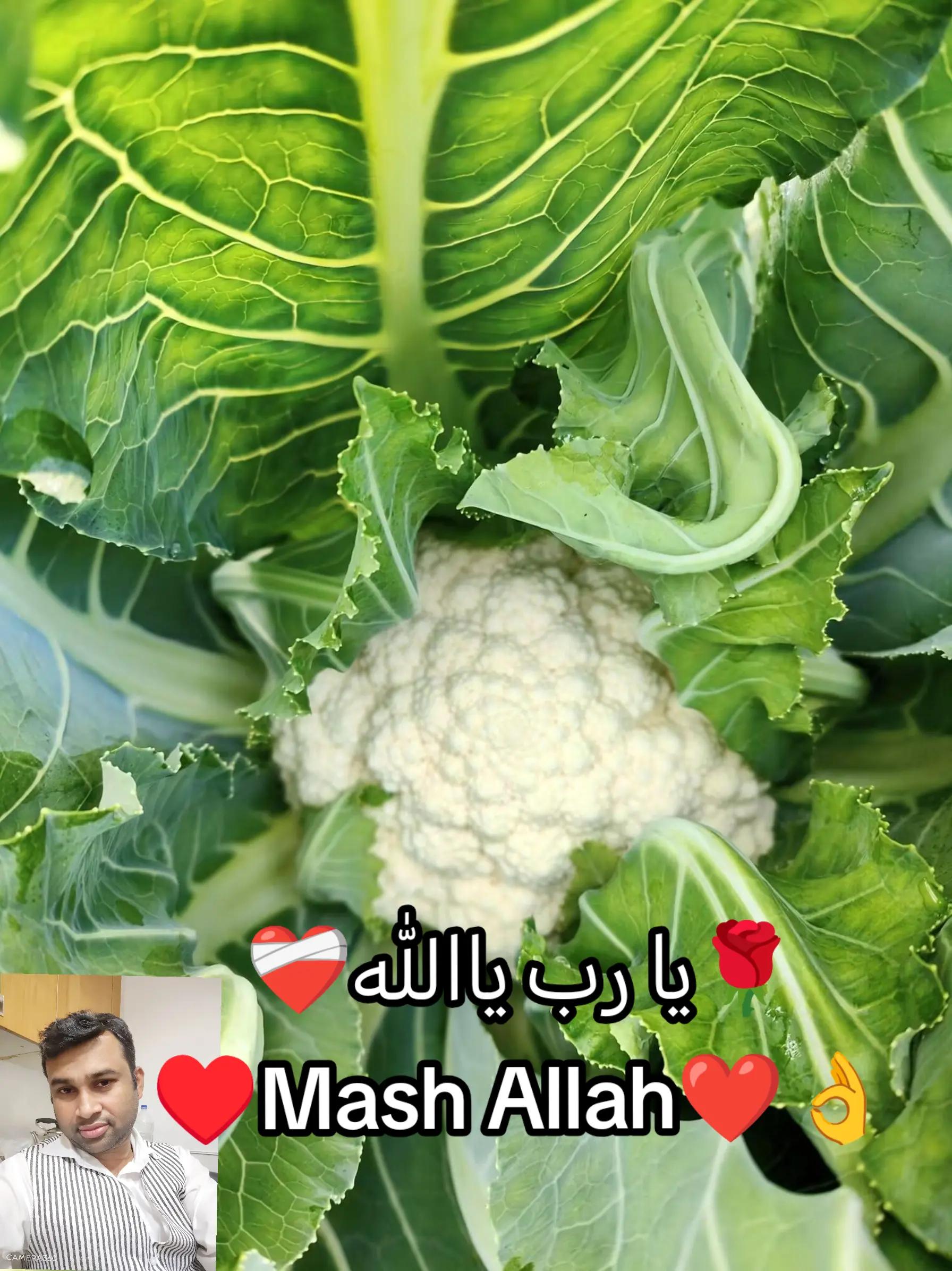 @đĩđ¸đ§đŠŲŲ
اŲ♥ī¸Kamal Ali â
