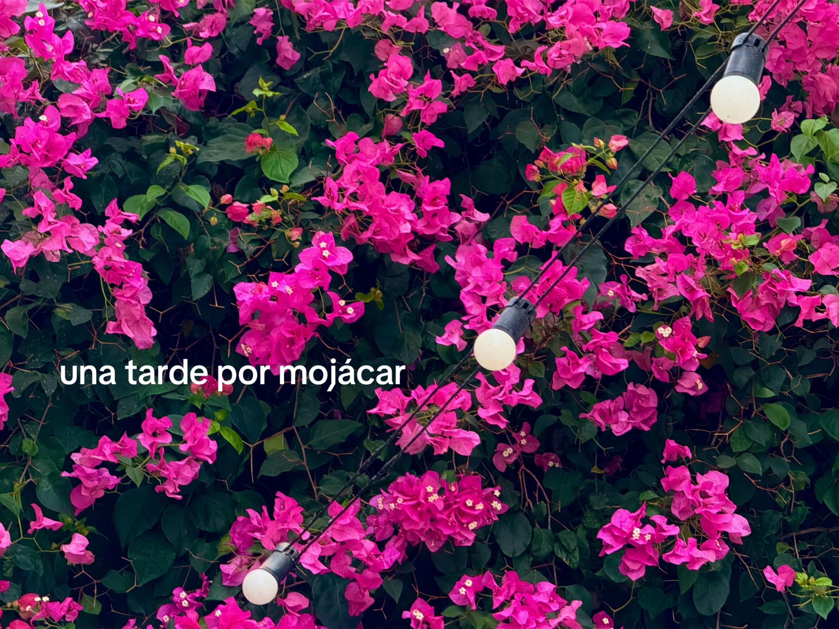 @andrea 🪩