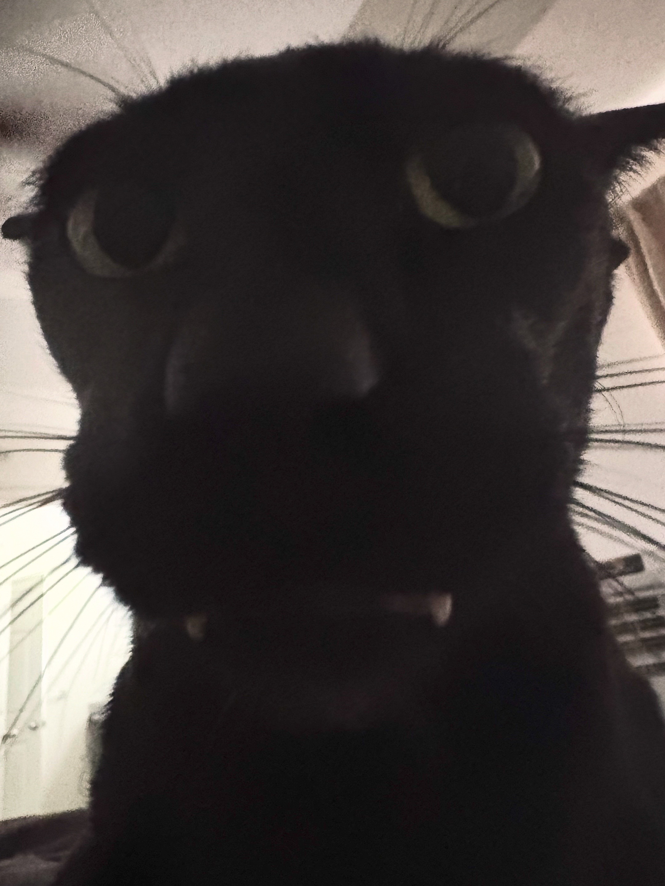 @hobbikats