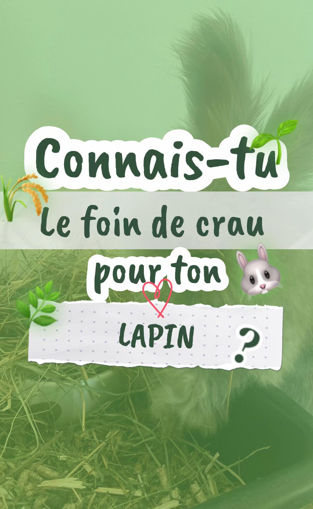 @Mes lapinouchs 🐰