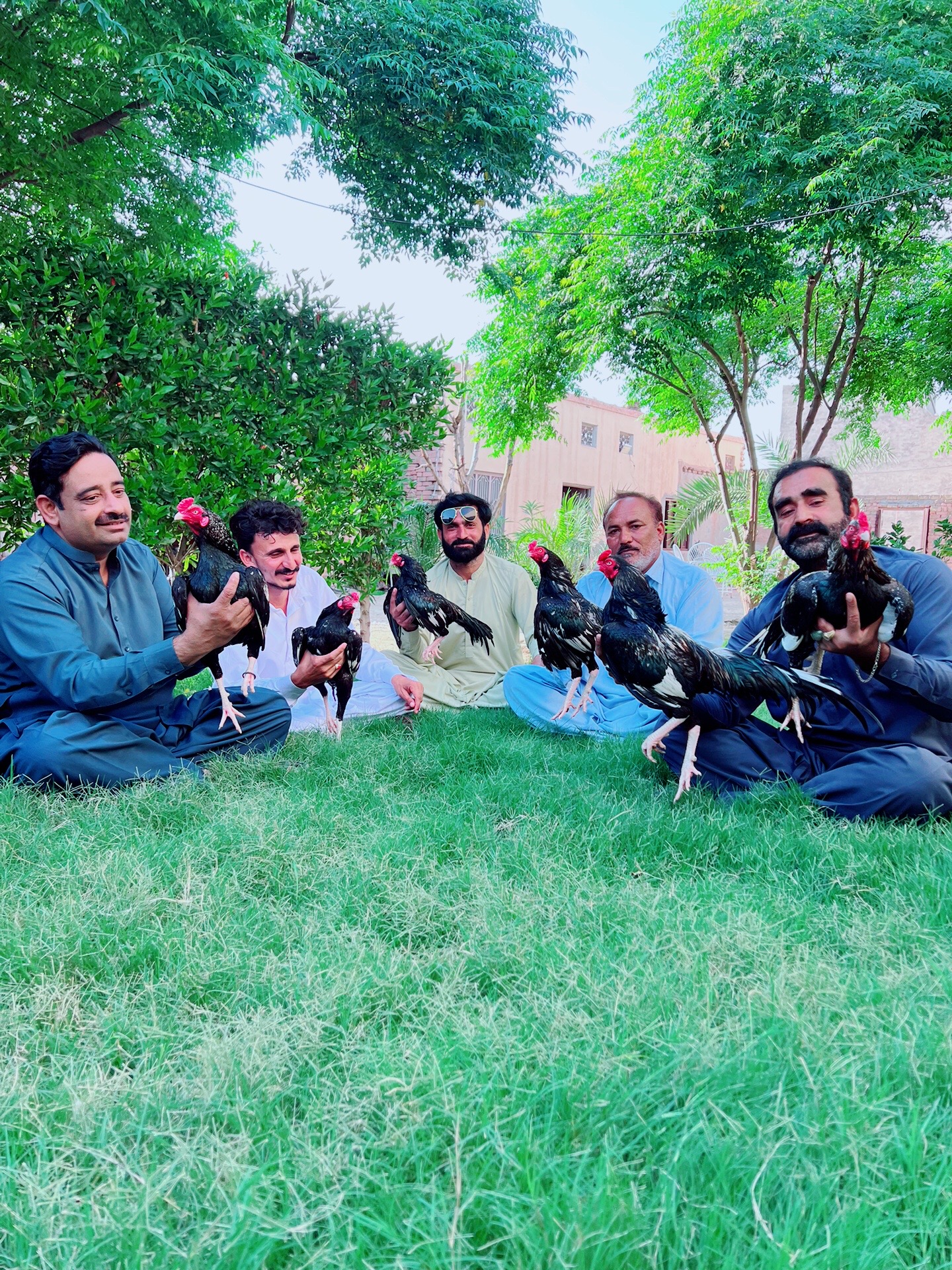 @Gillani Aseel Club
