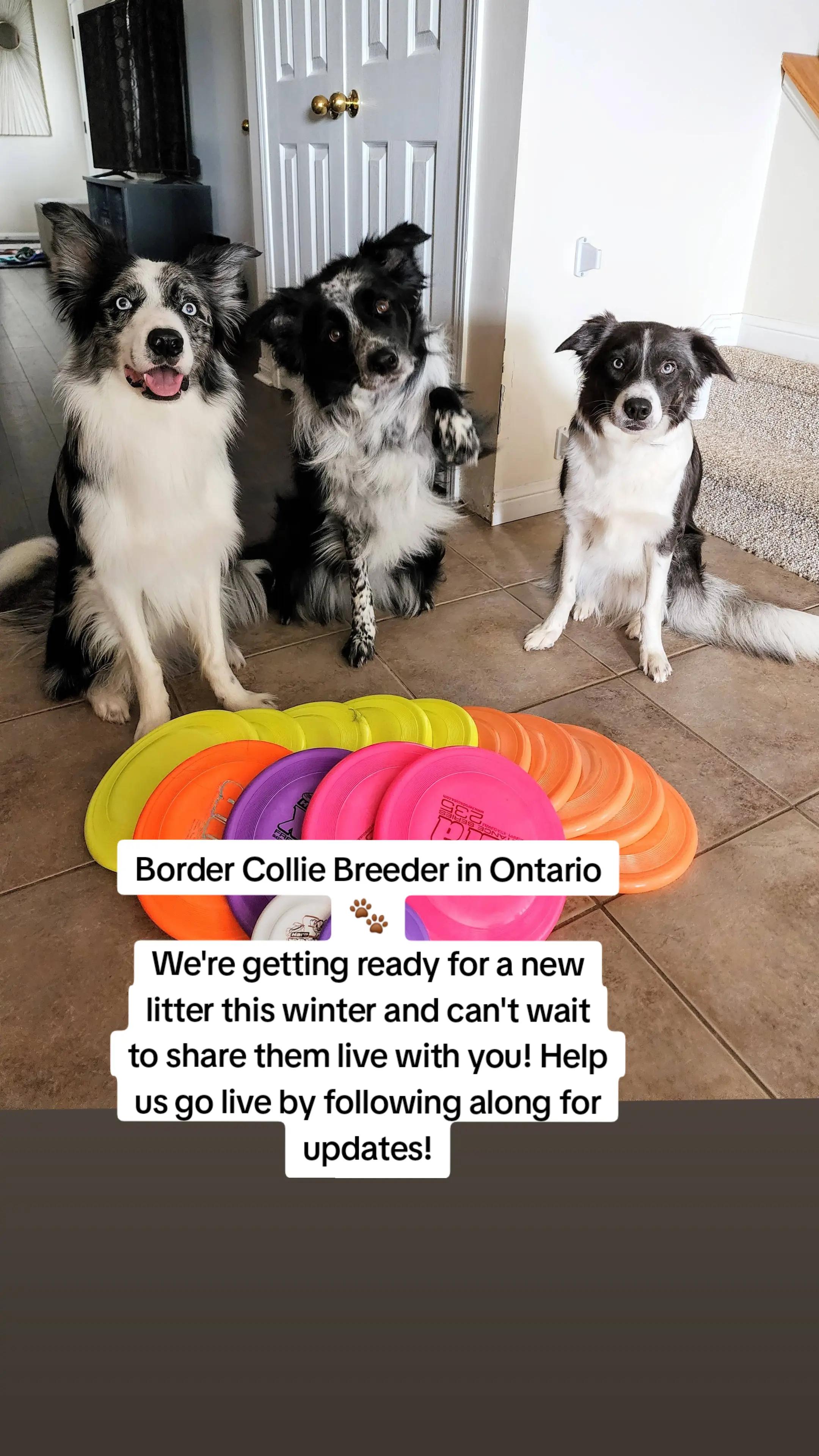 @Thunder Ridge Border Collies