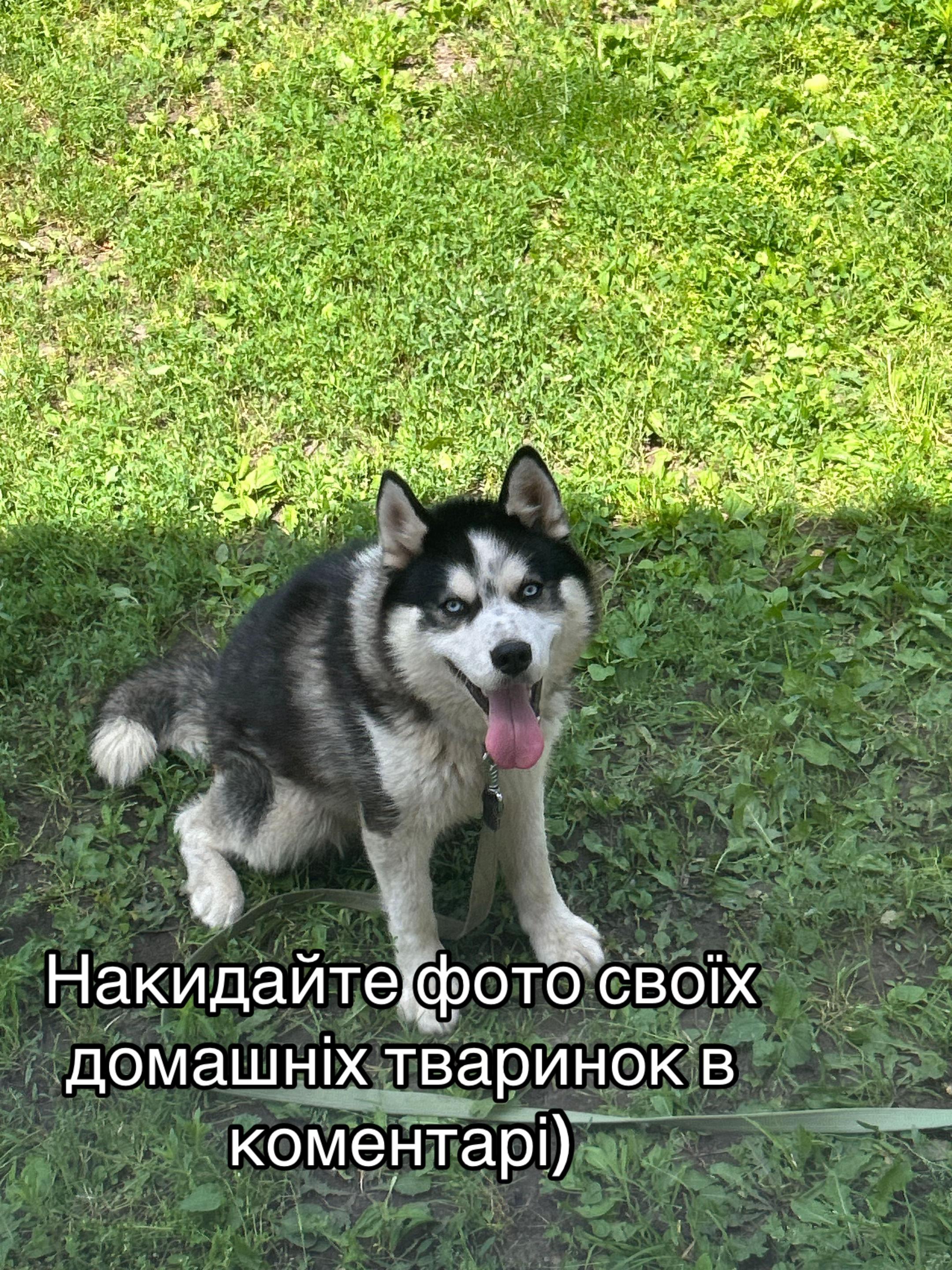 @Той самий Хаскі🐺