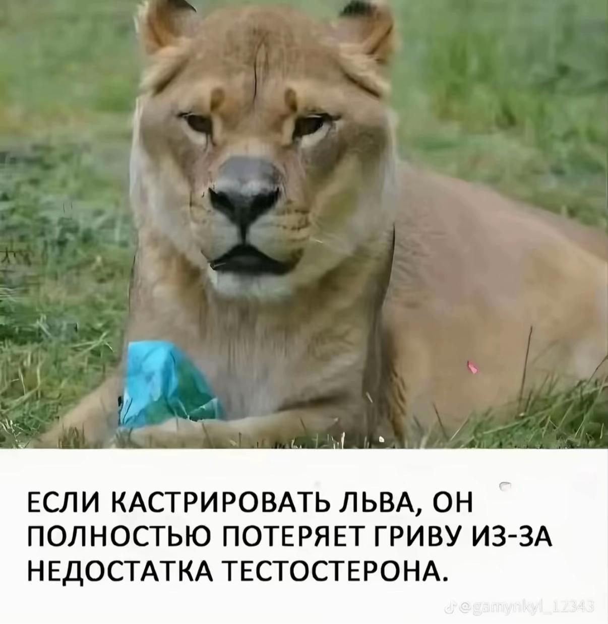 @catsieen