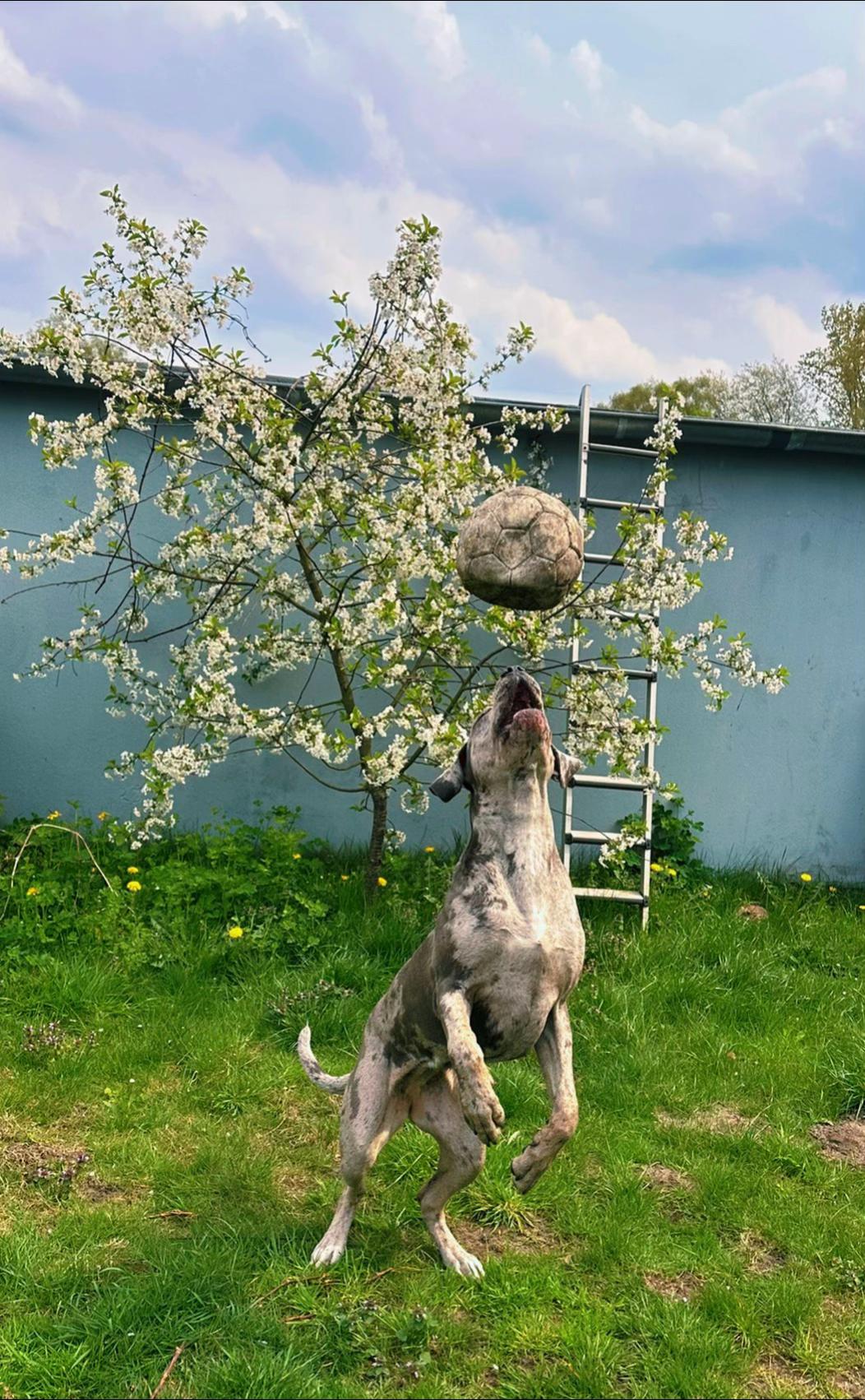 @✨Lou~CaNeCorSo✨