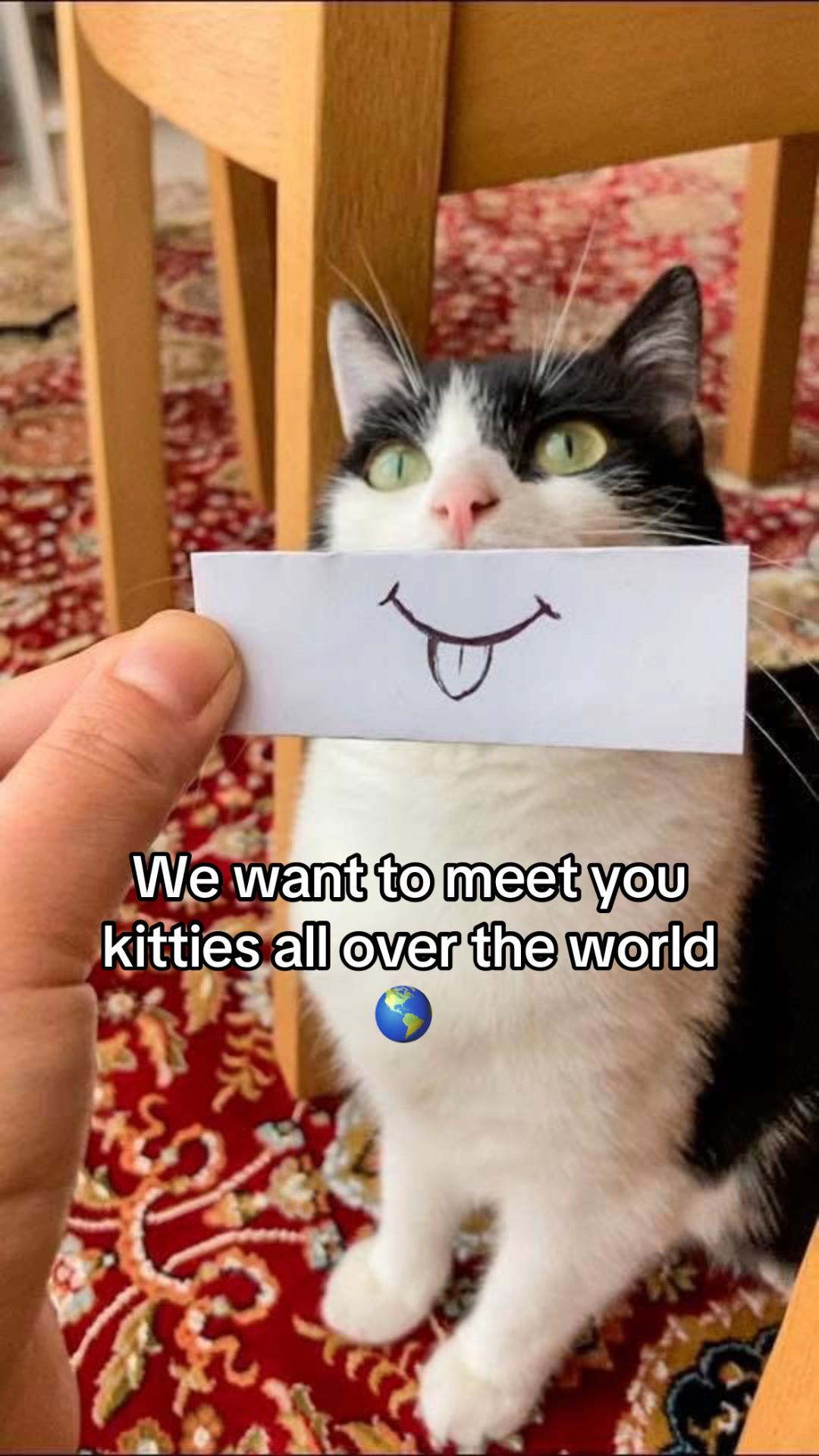 @Kobe the Kitty