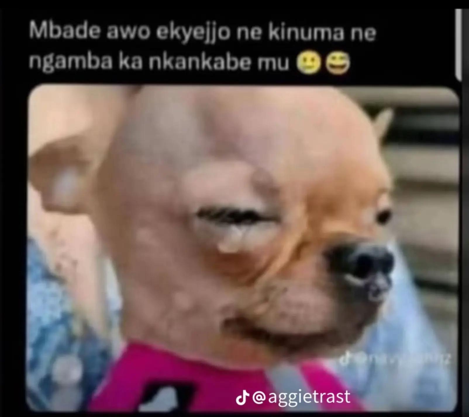 @teddy256