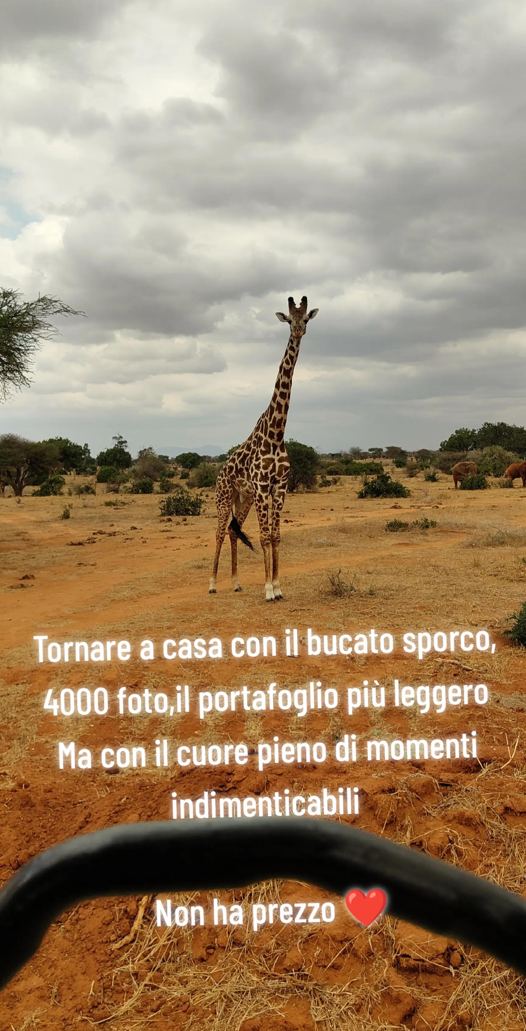 @maselliantonio