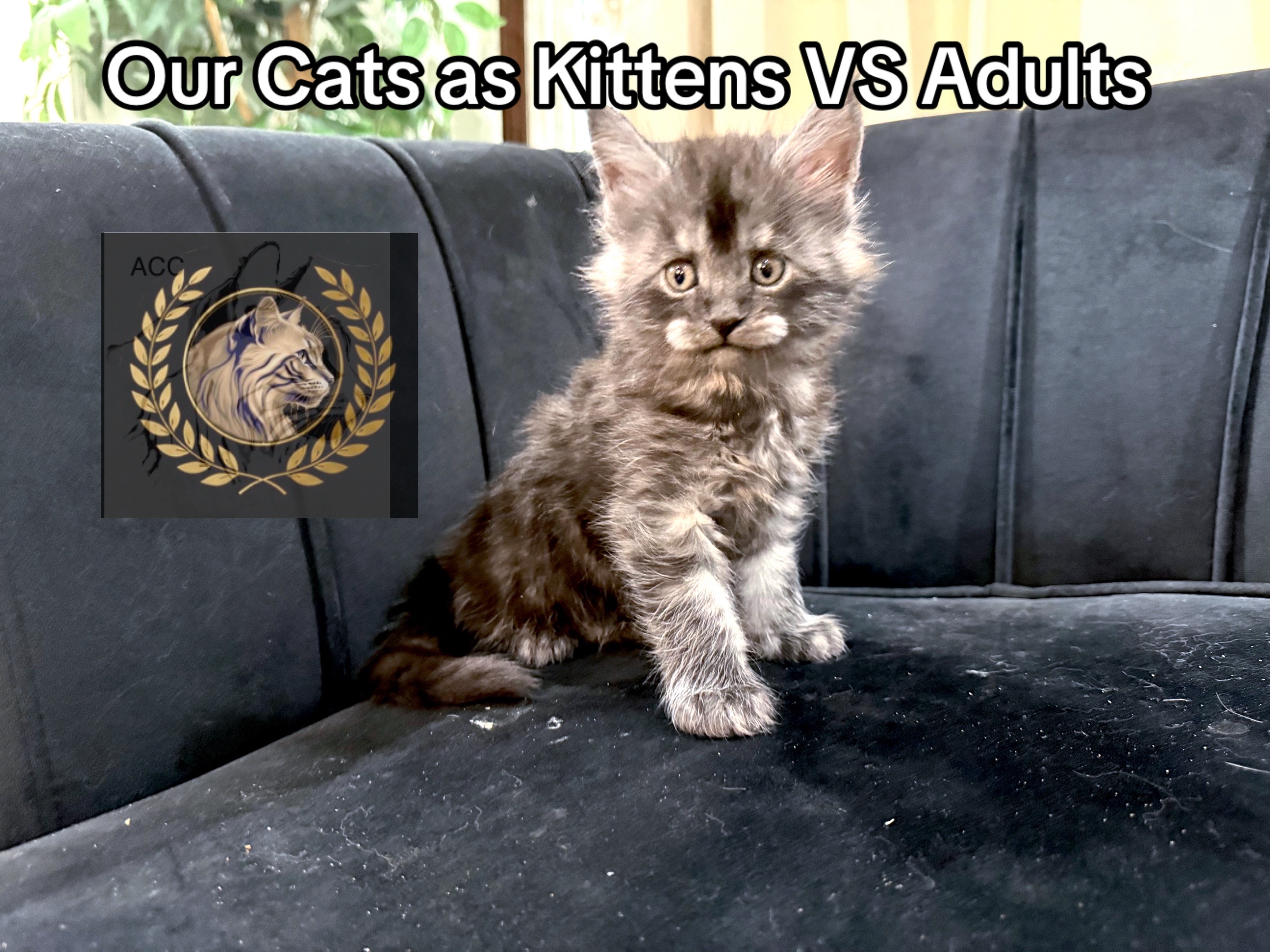 @AristoCoon Cattery