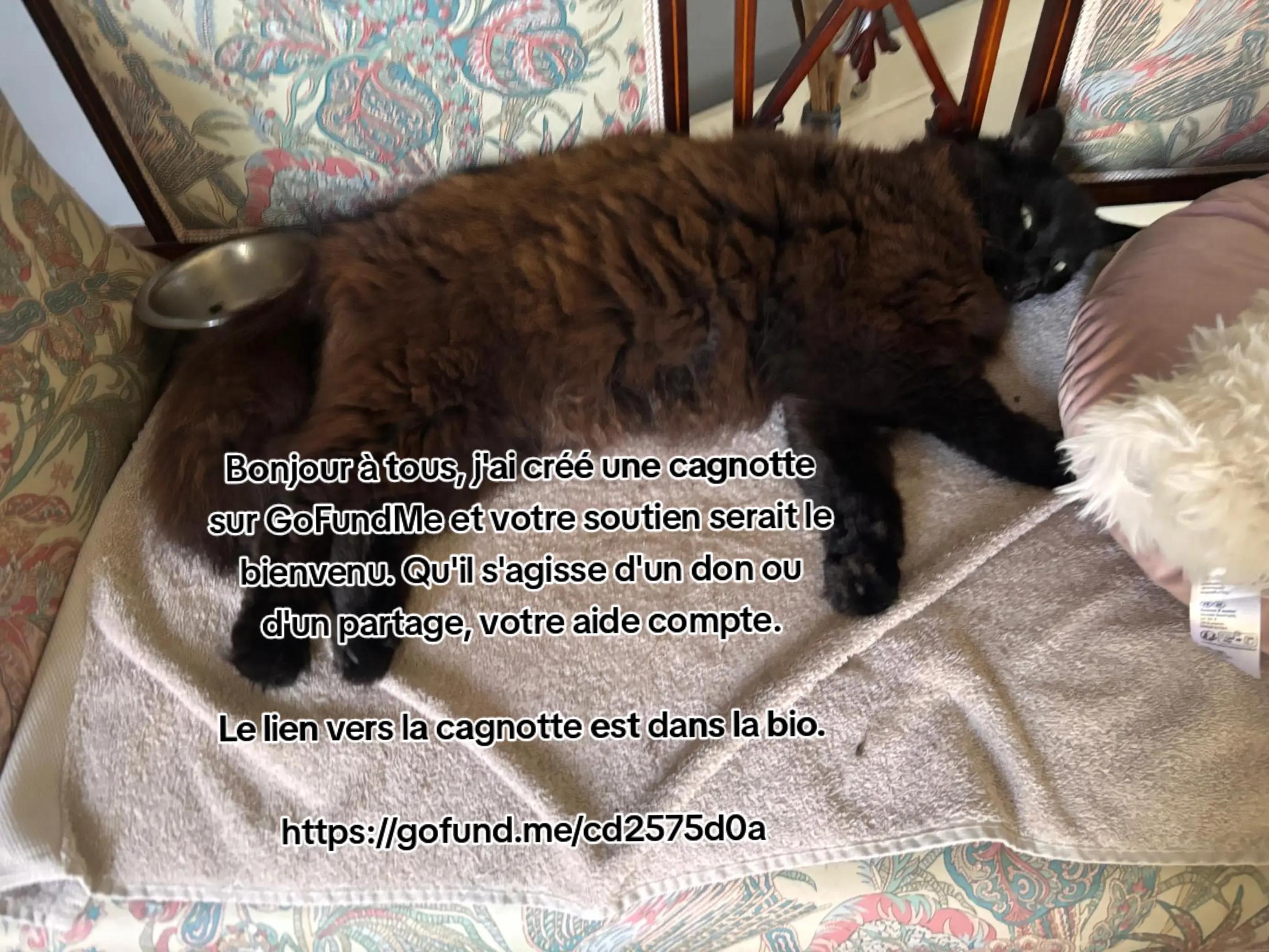 @✨️Naloria🩵Vie de Meute❤️🐾💙