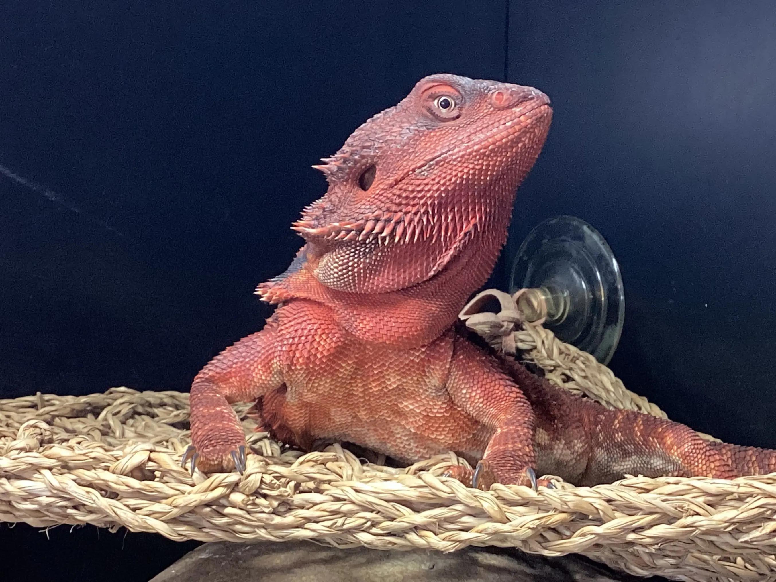 @Roundtabledragons