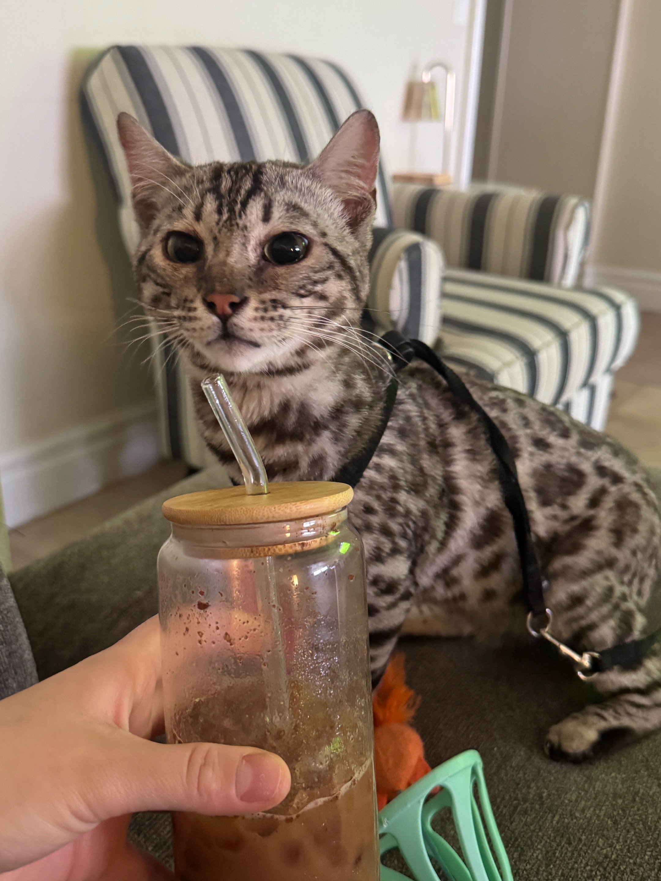 @Obi & Daisy The Bengals 🐆🐾