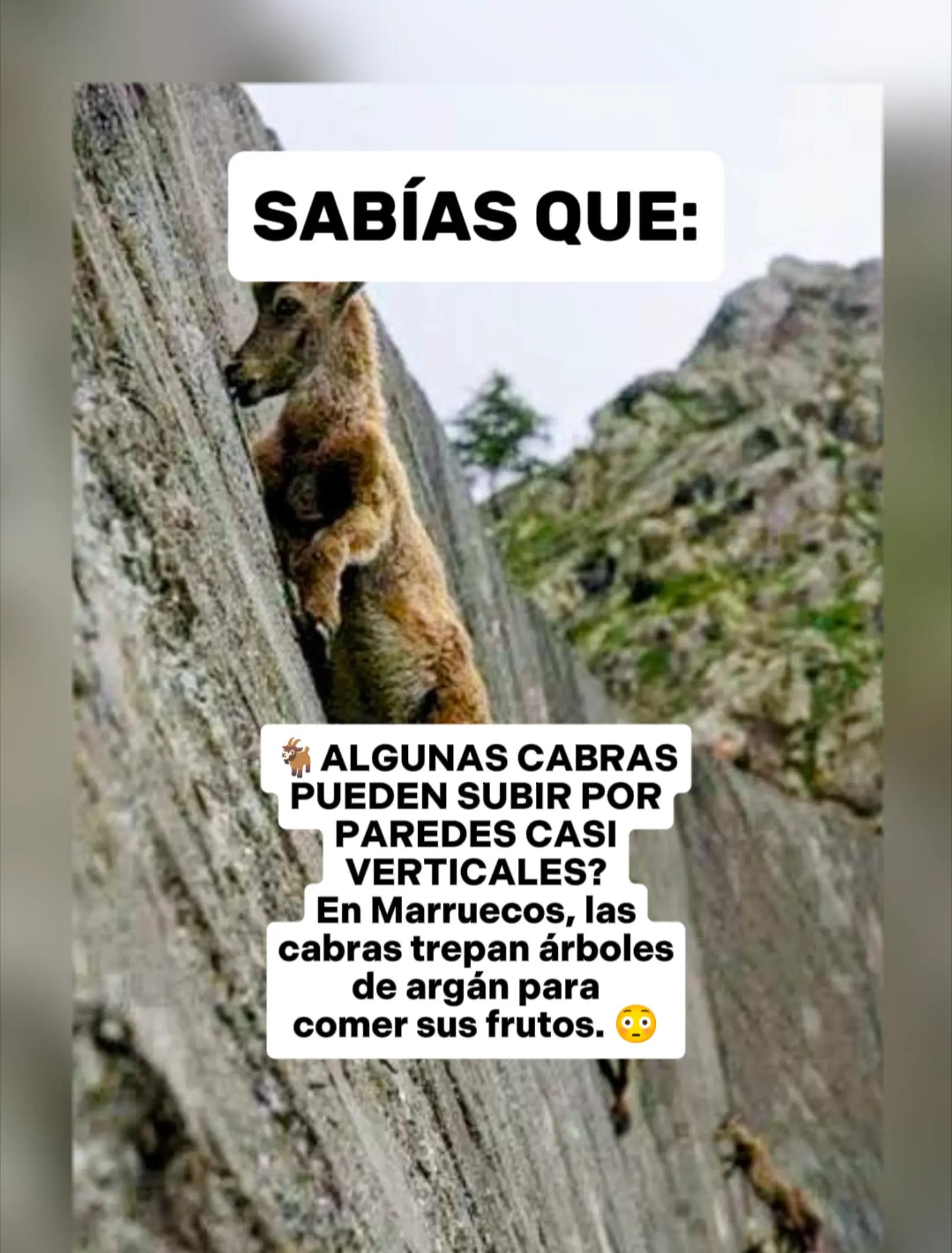 @CLUB DE ANIMALES