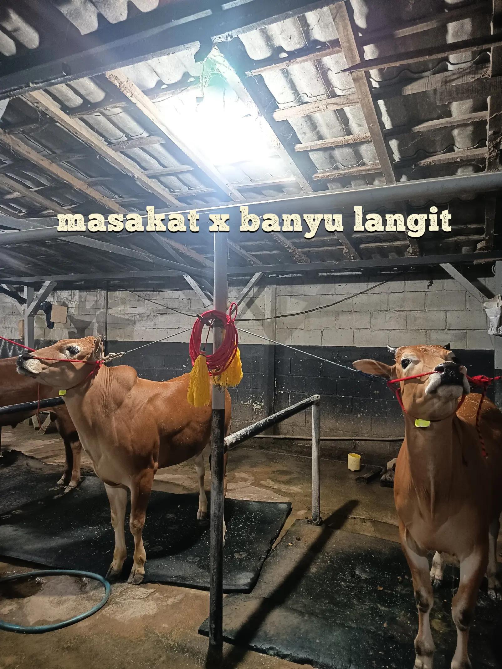 @njy