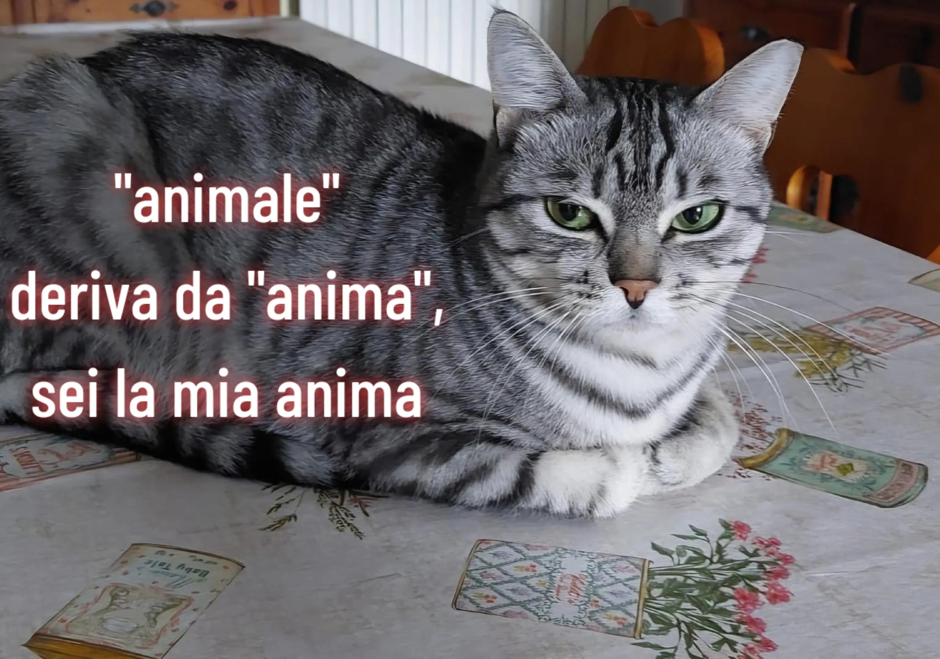 @Stellina