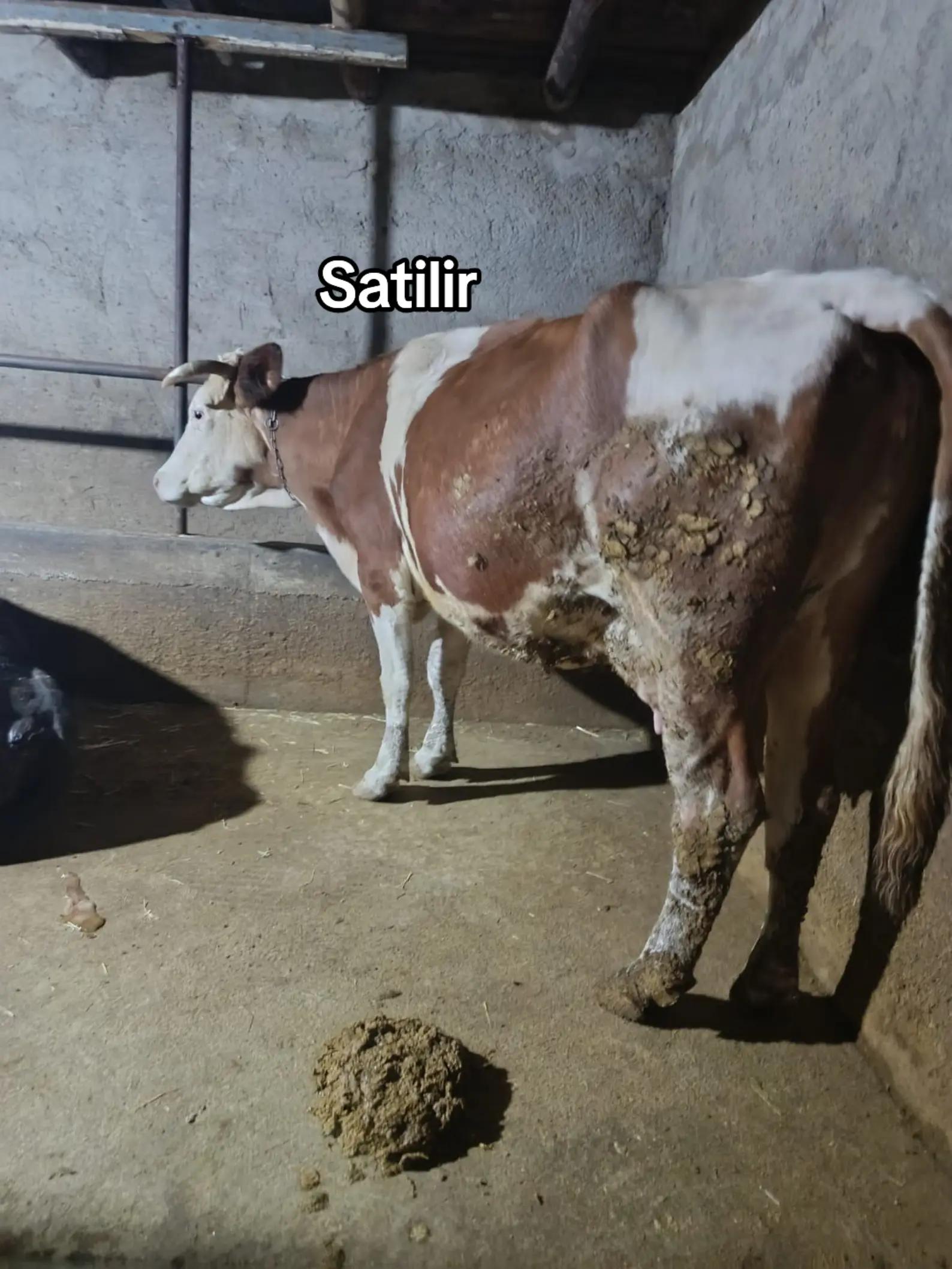 @Fermer qız 023