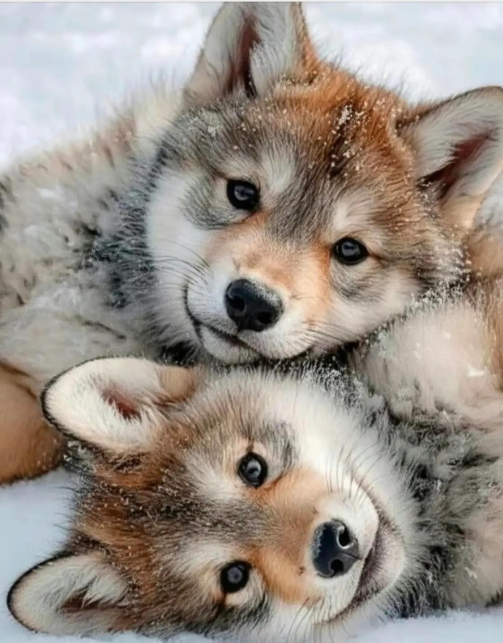 @Nori🐺❤️🐺❤️