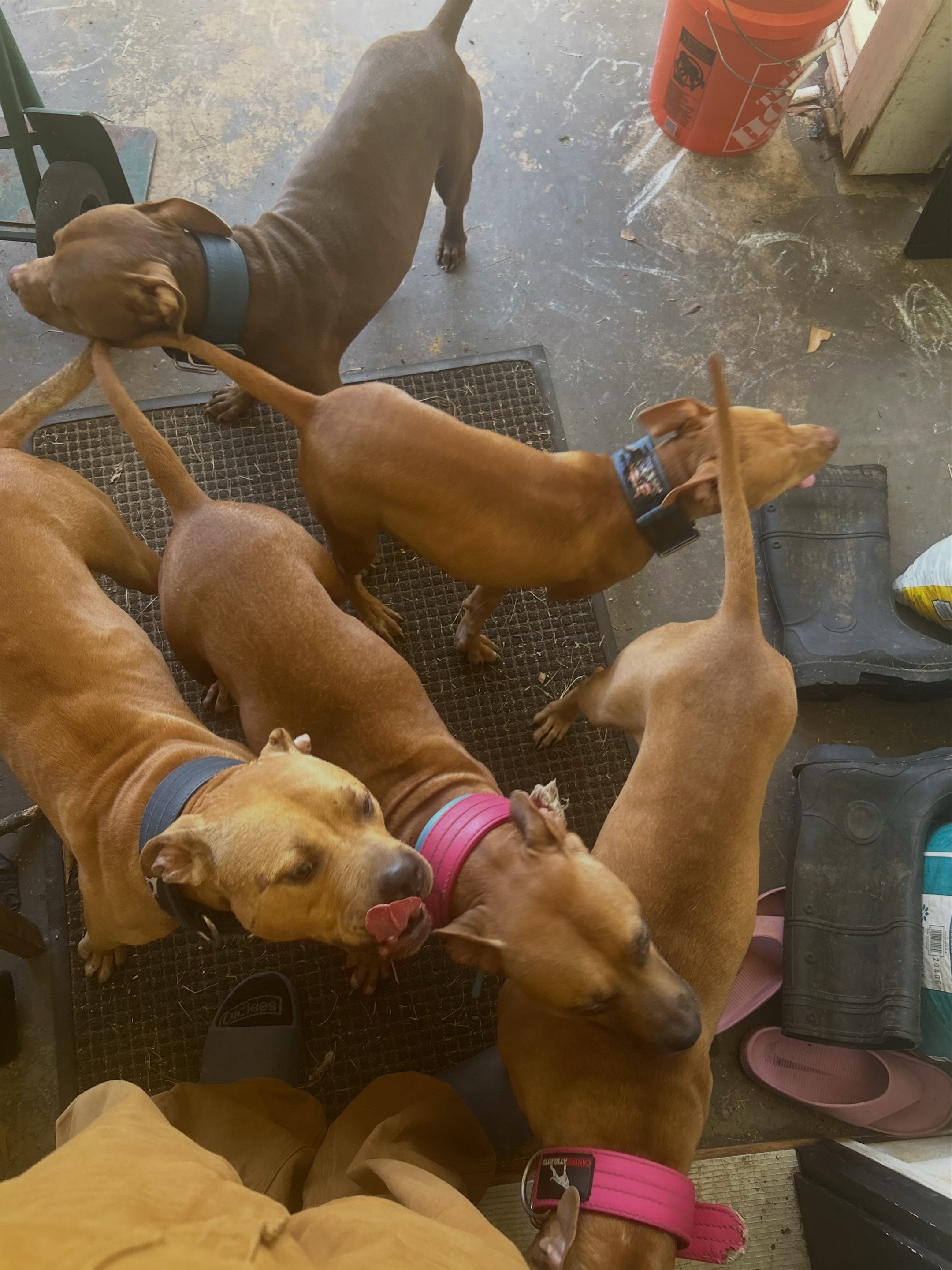 @Real Country Kennels