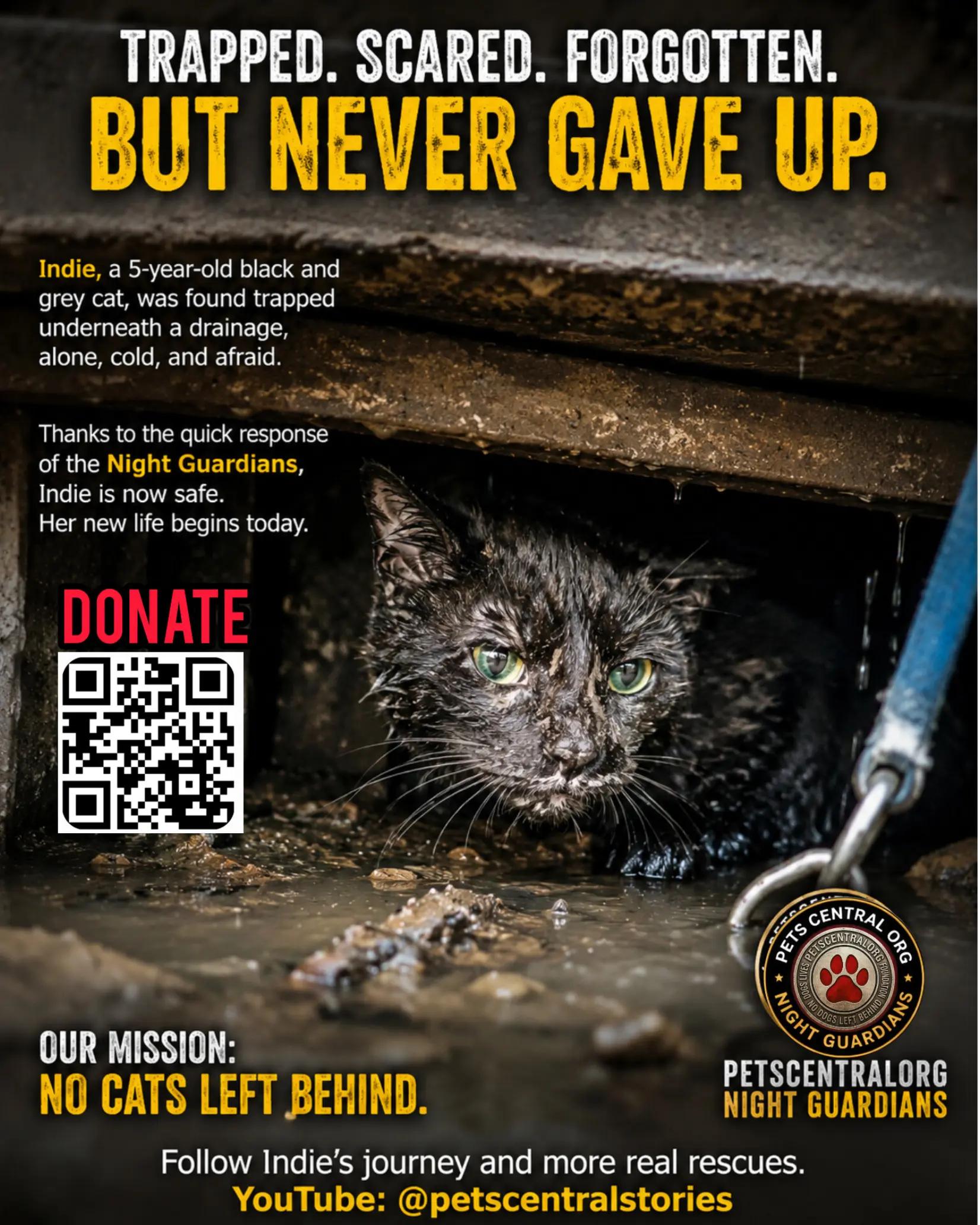 @Petscentralorg DLM Foundation