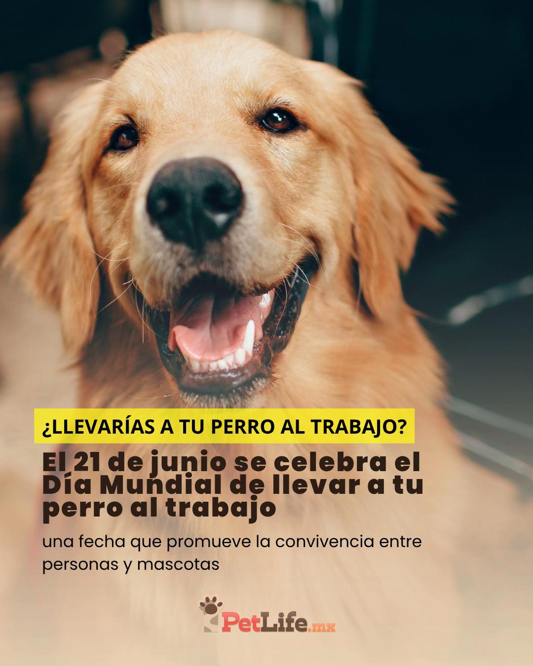 @Petlife