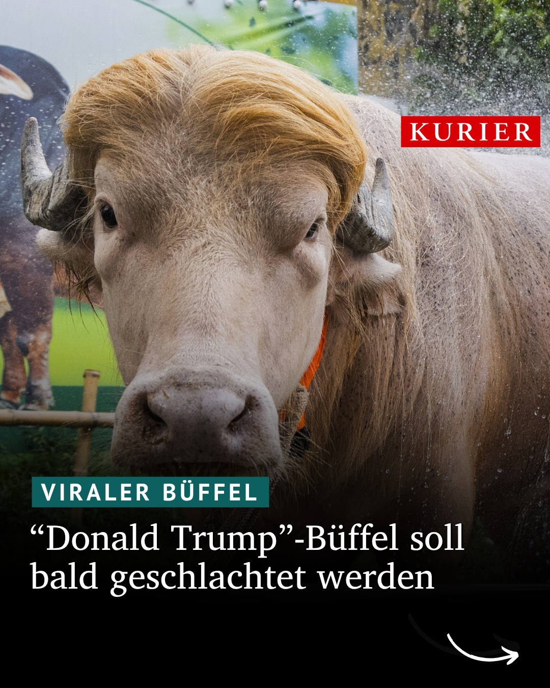 @KURIER