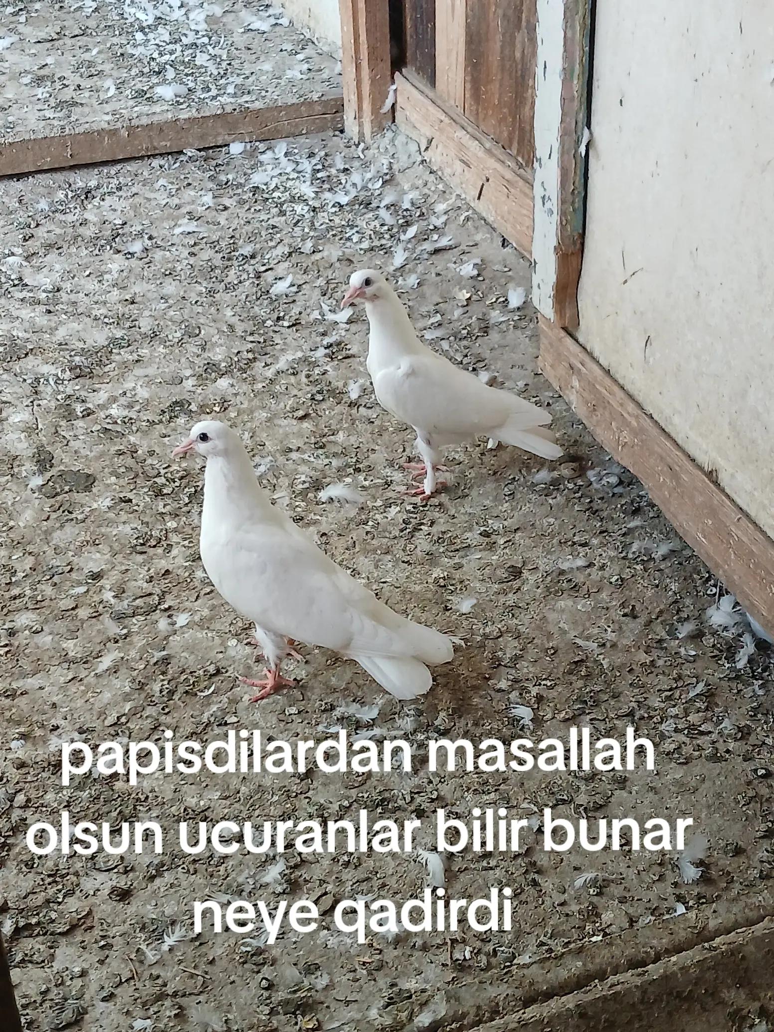 @RƏŞAD 059