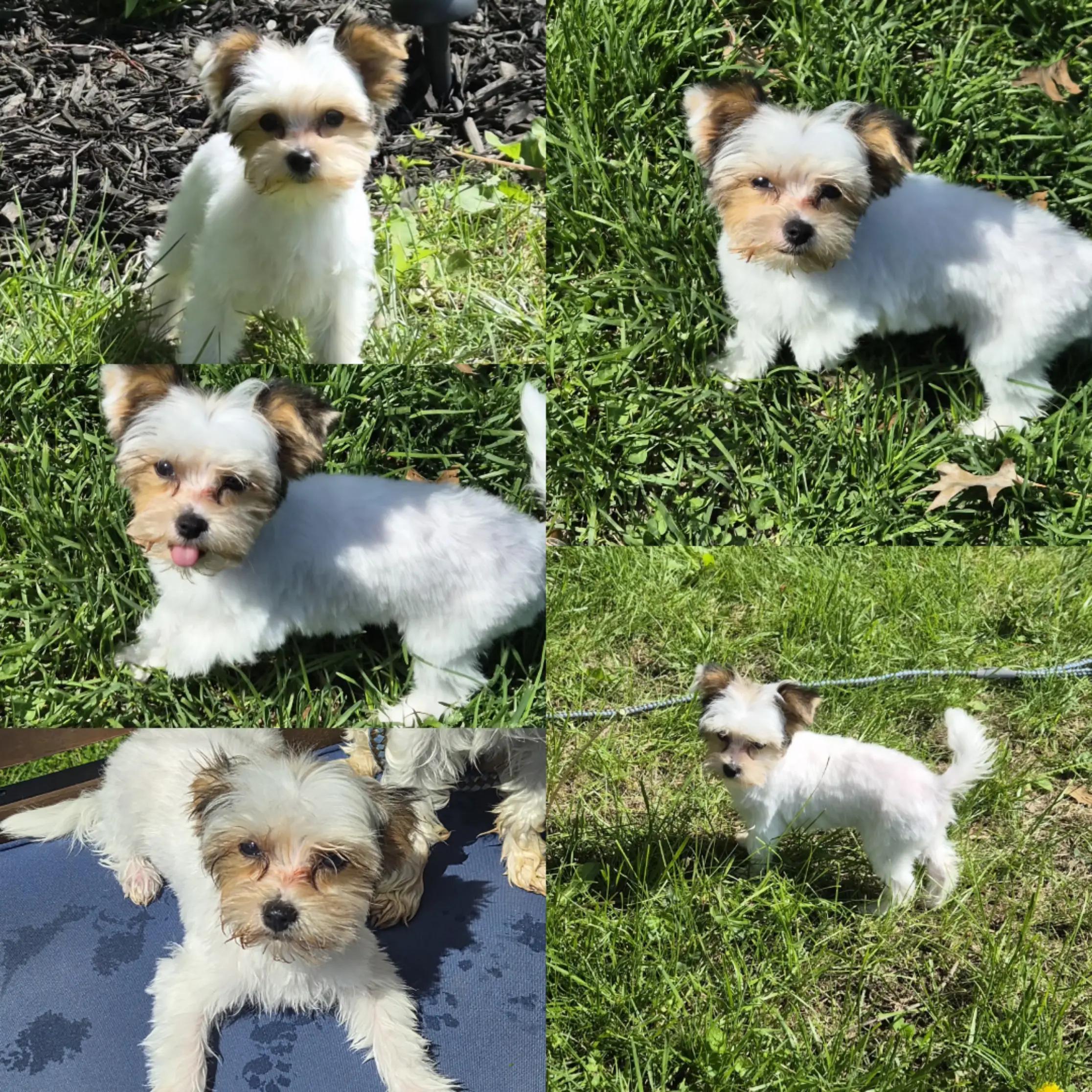 @Barb's Precious Pups