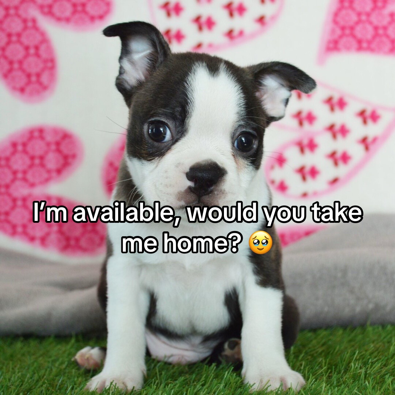 @Boston terriers puppies
