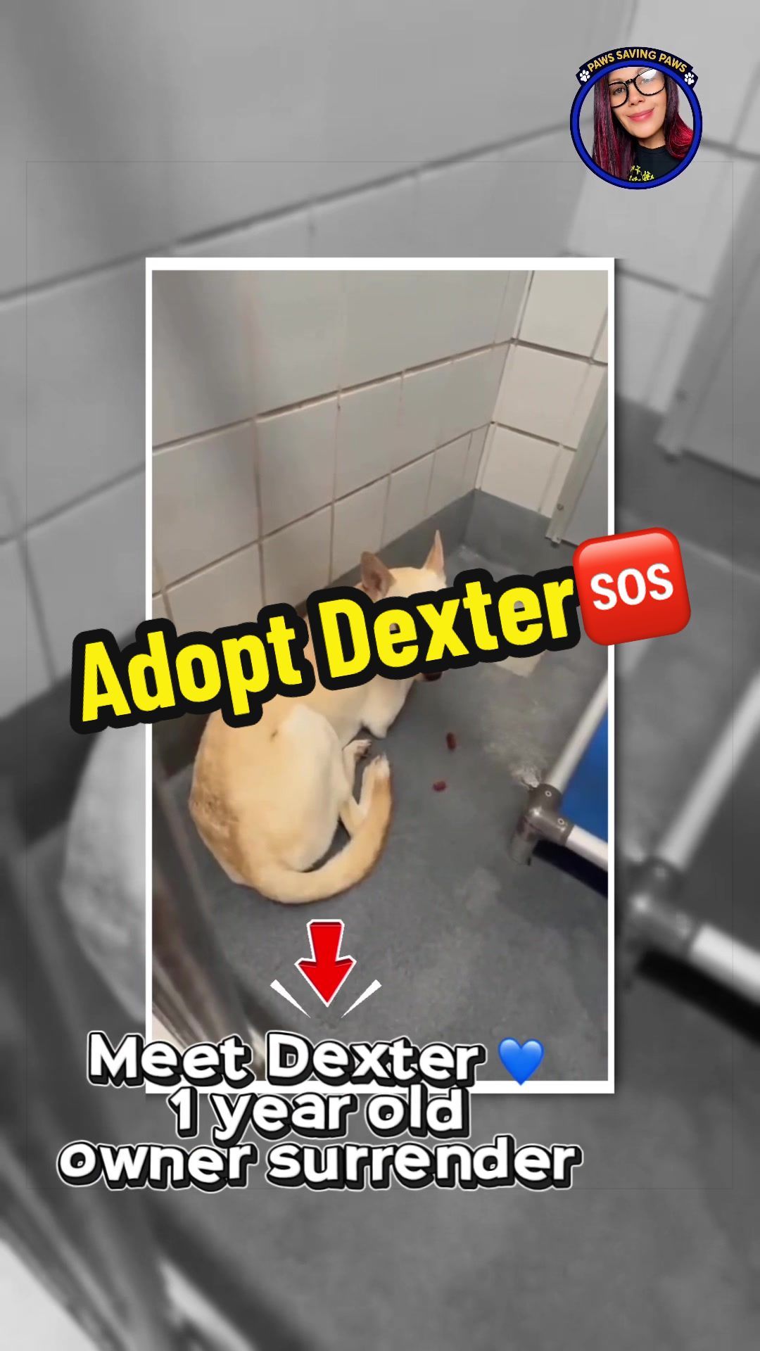 @ʙᴇ ᴛʜᴇɪʀ ᴠᴏɪᴄᴇ🐾PSP1🫶🏻🐾🐶❤️