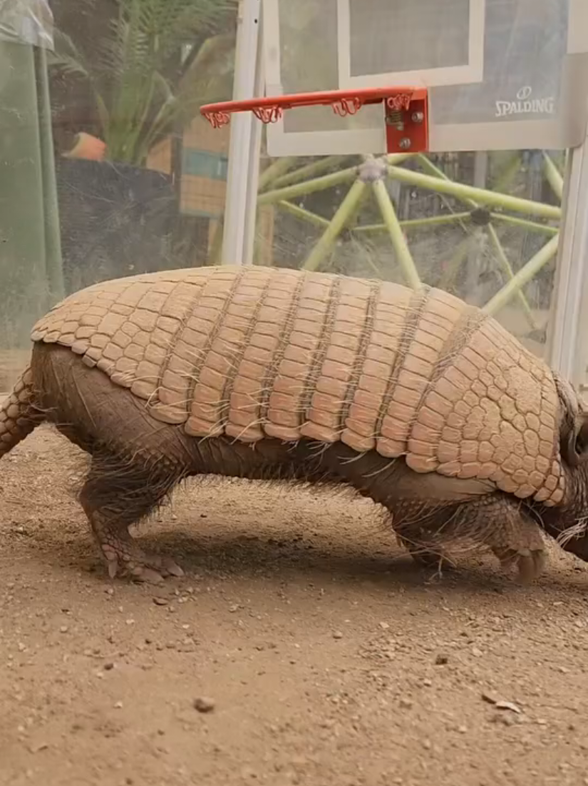 @AnimalTracksInc