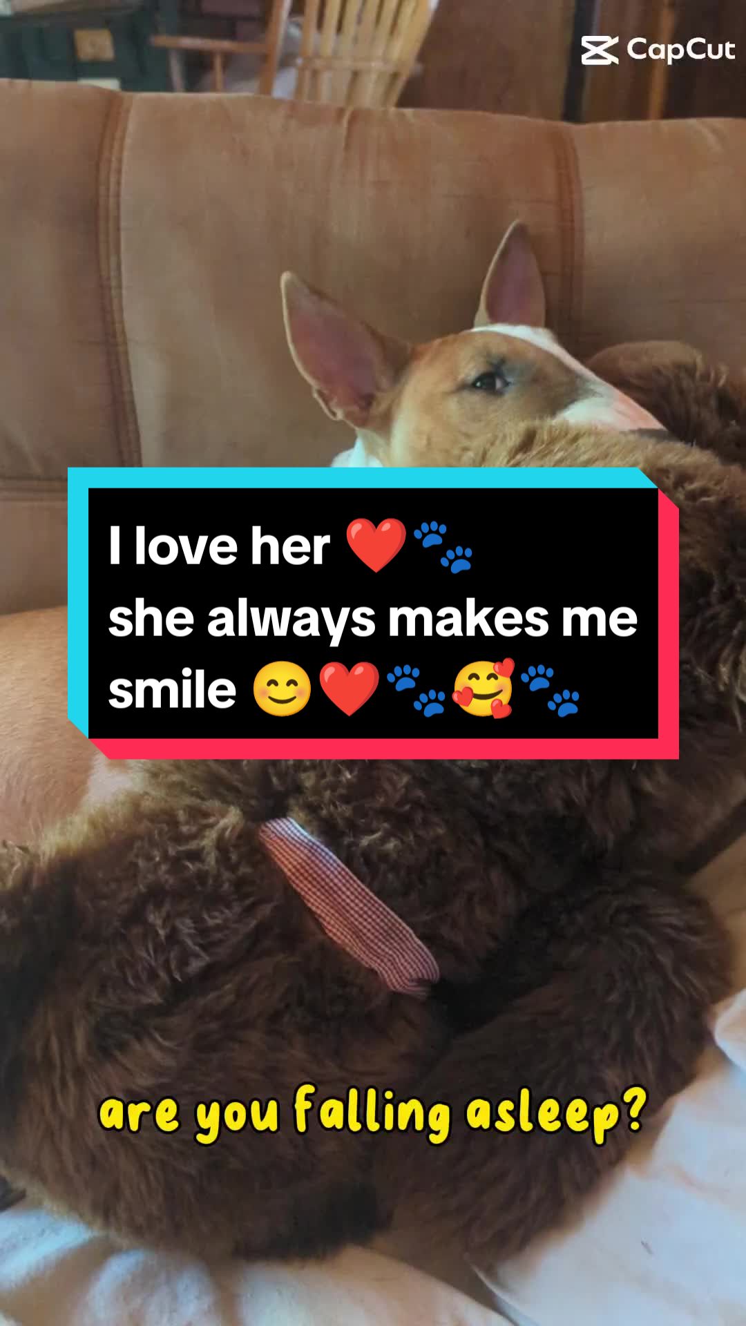 @jessibarbiesbullterrier
