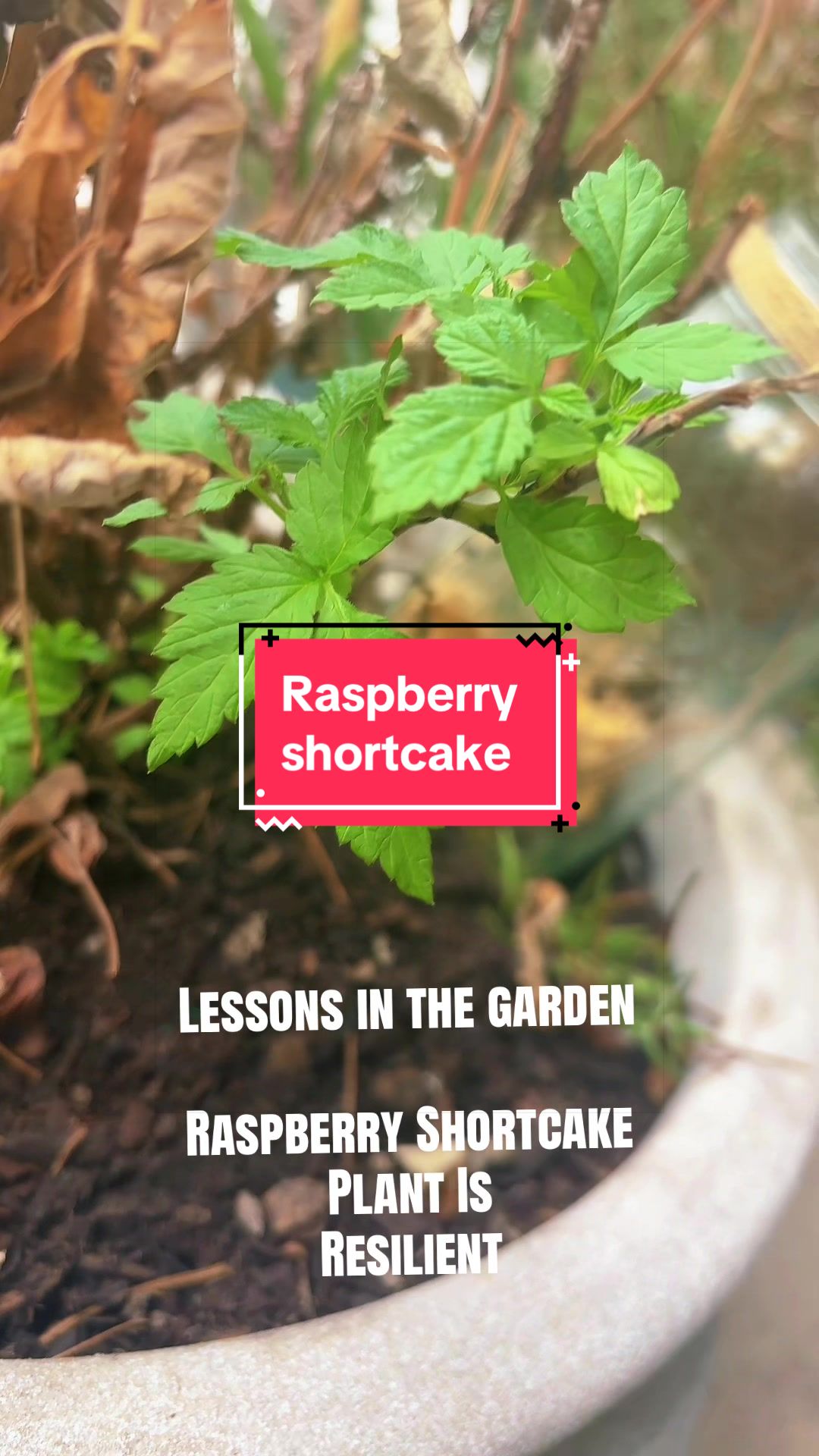 @greengirlgardens