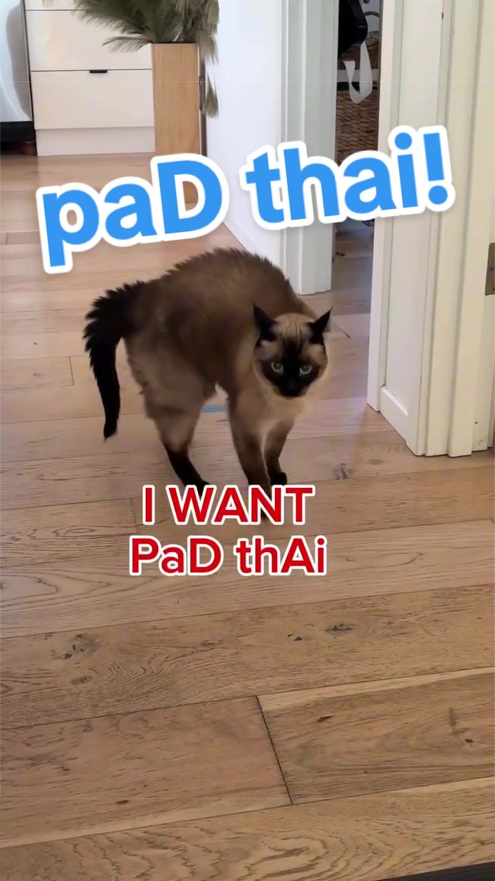 @Merv The Cat