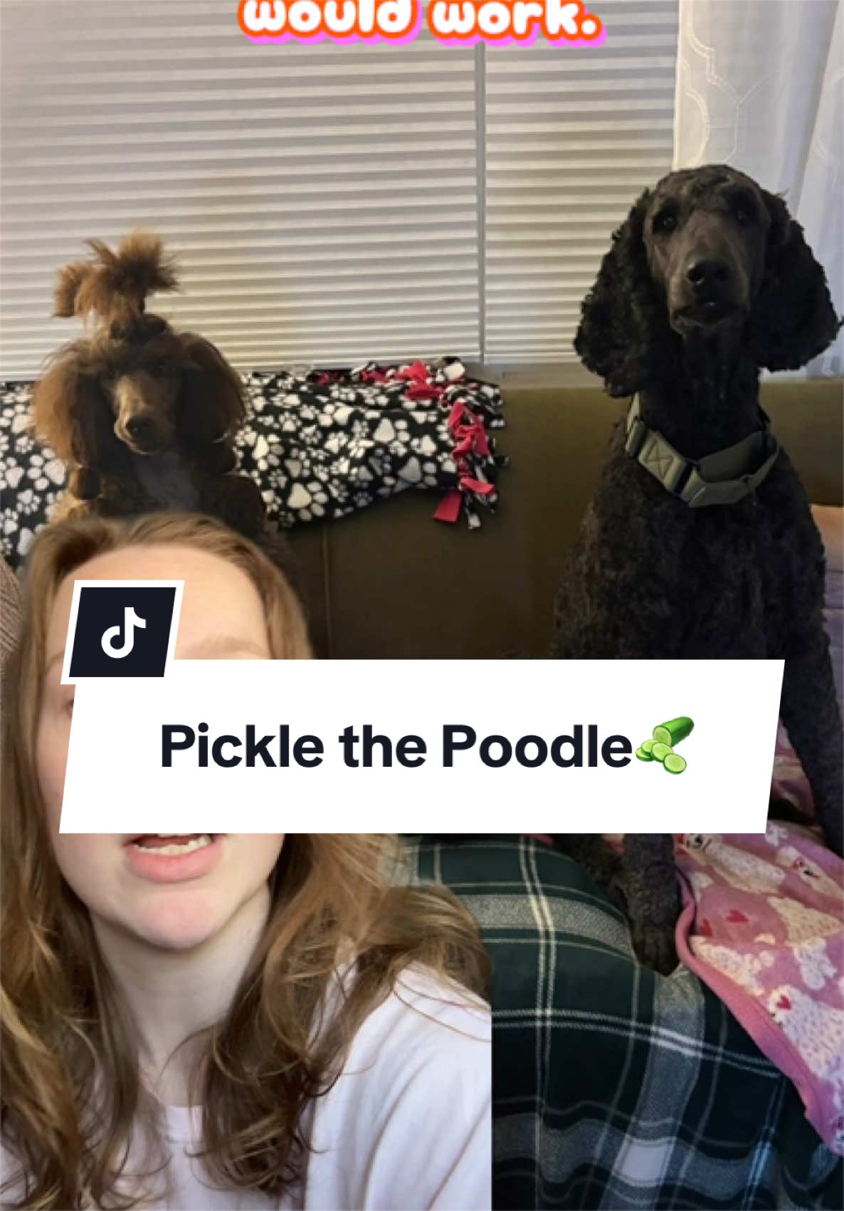 @Maddie, Jovie & Nessie🤍🤎🐩