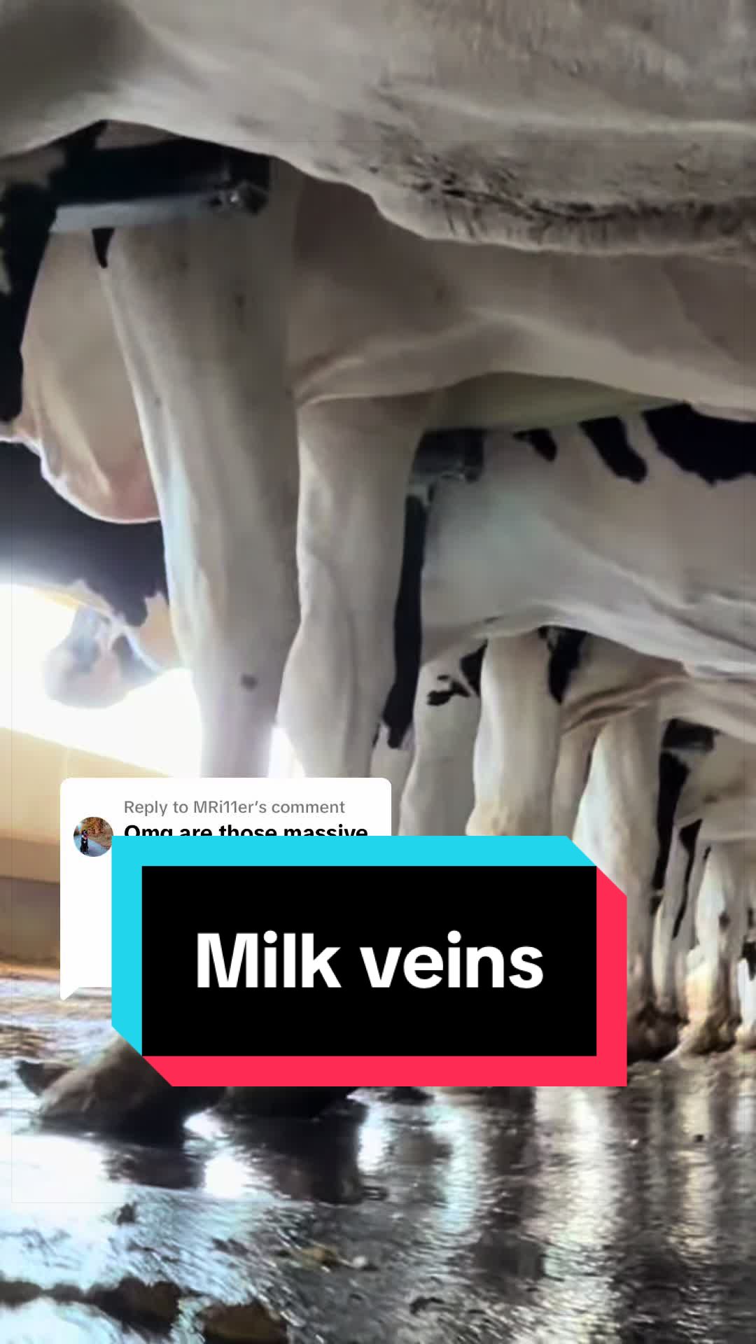 @Dairy Vet Dr. Michelle