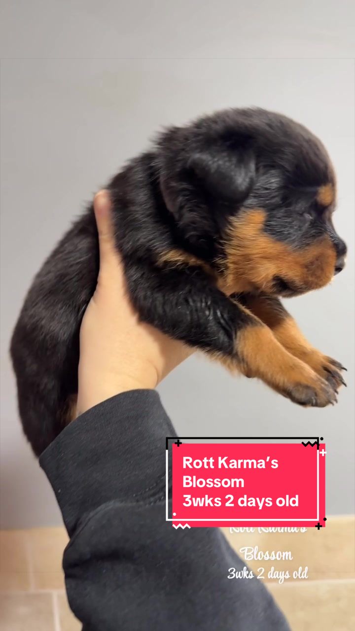 @Rott Karma Kennels LLC