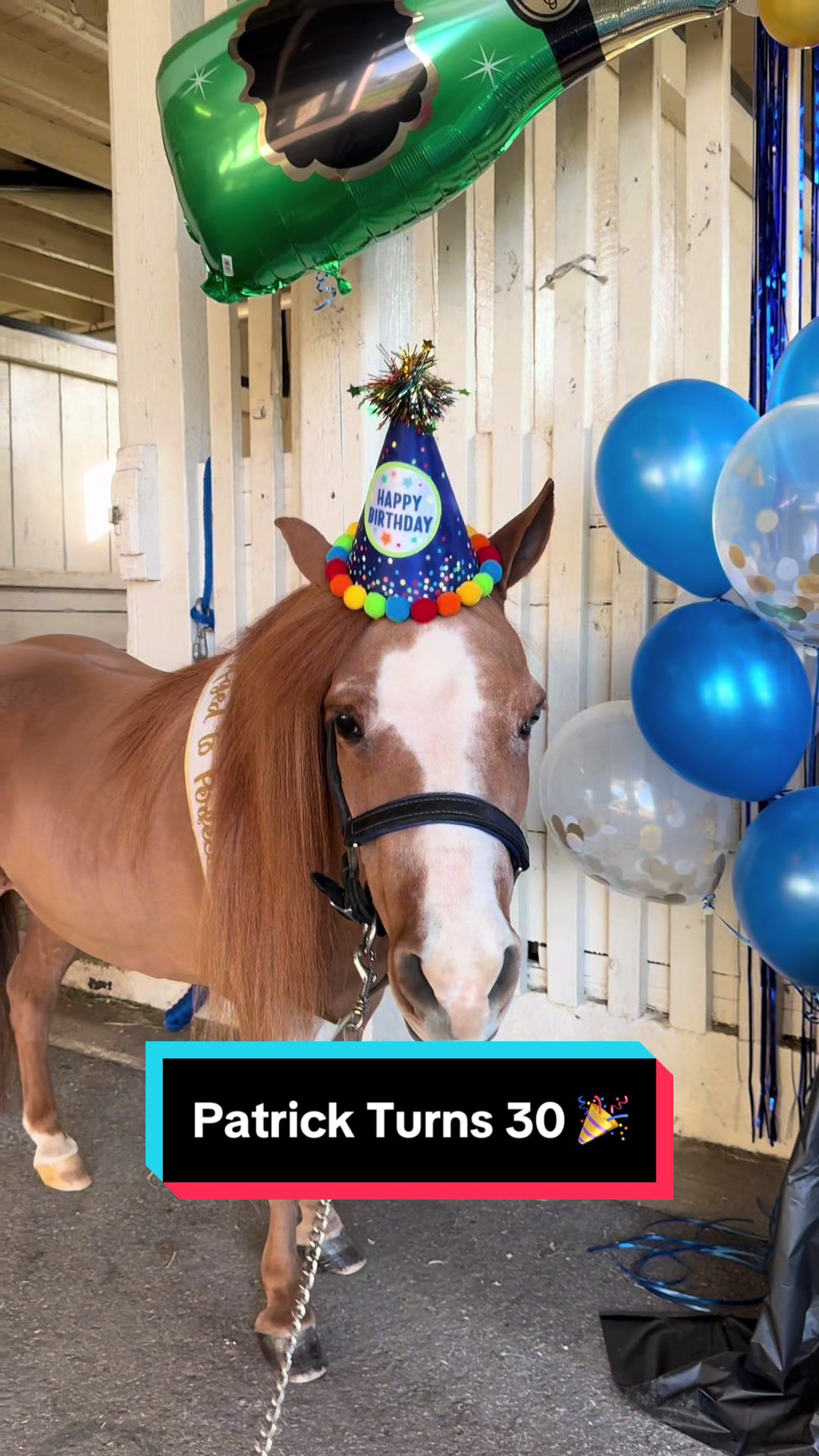 @Sarah & Patrick The Mini Horse