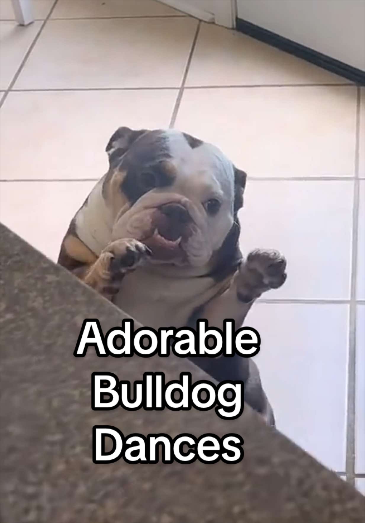 @The Pet Collective