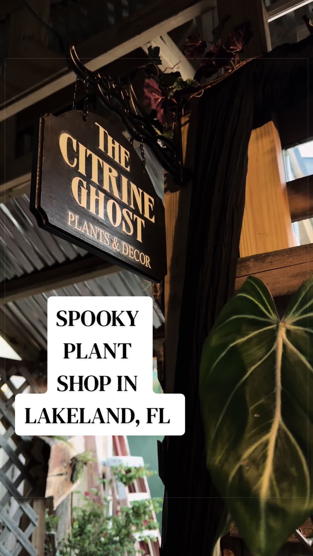 @the citrine ghost 👻🌿🖤
