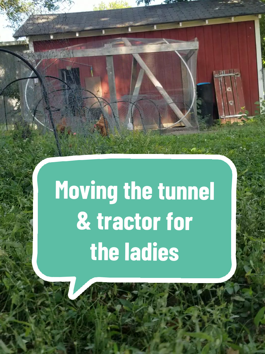 @CityChickenFarm
